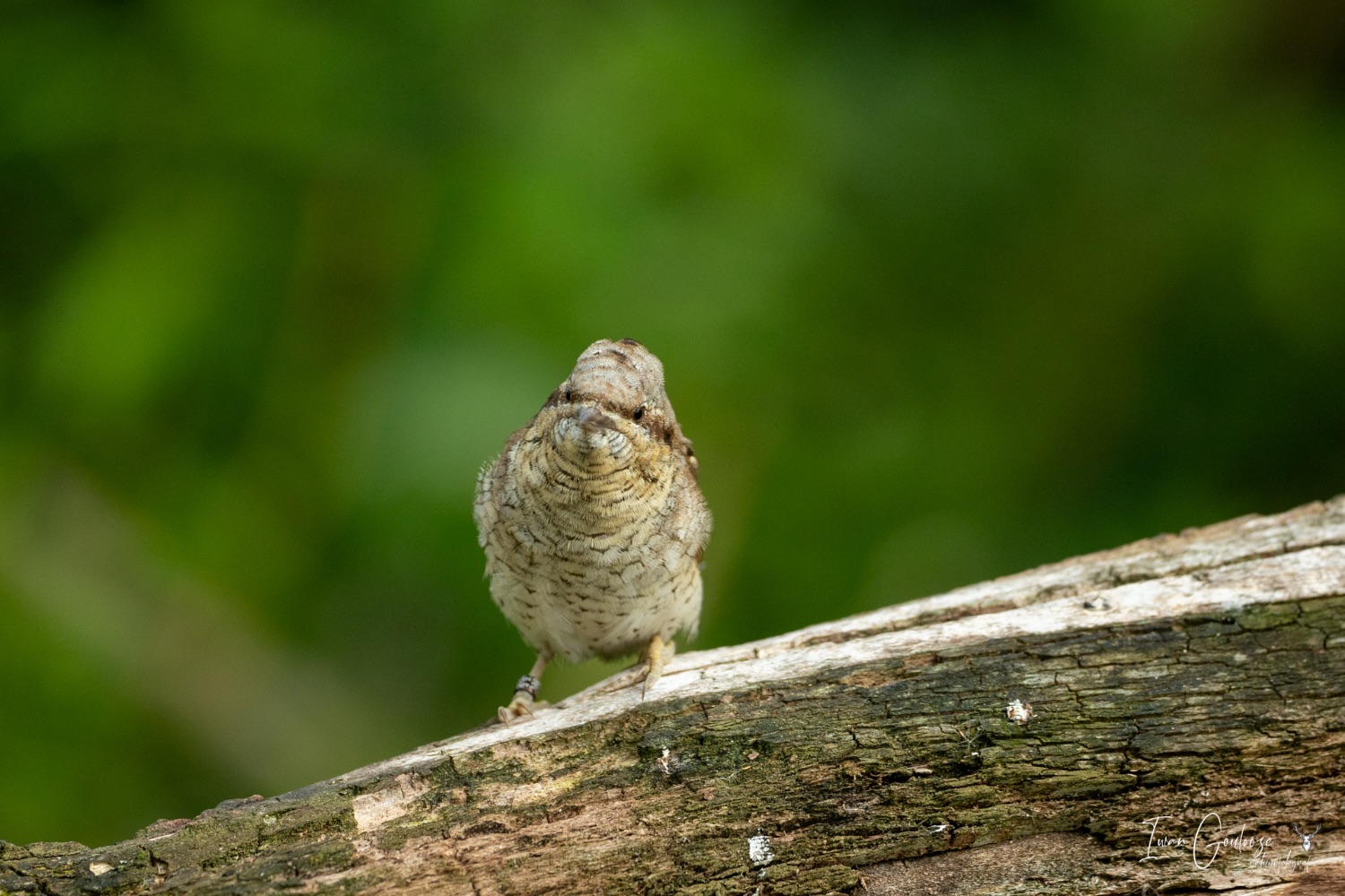 22 juli 2023 101104  R2A2327